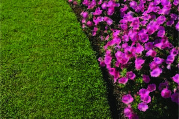 Lawn Edging Guide