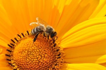 Bees