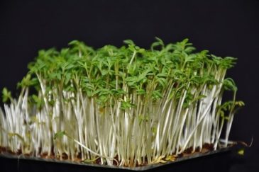 Cress