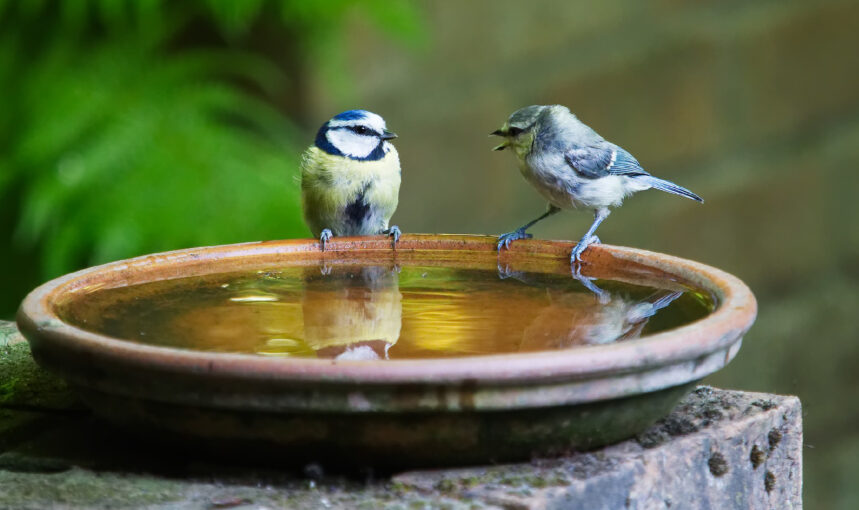 Birdbath