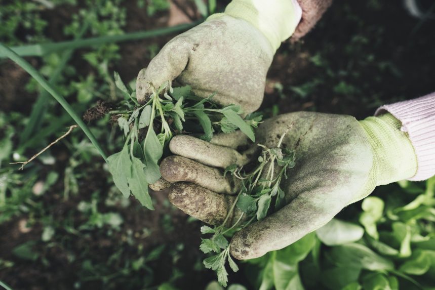 How to remove weeds from lawn