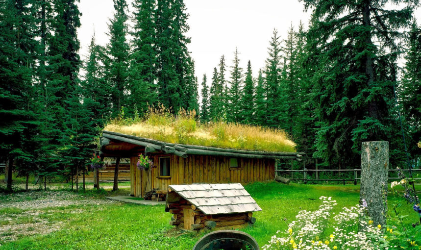 Living roof