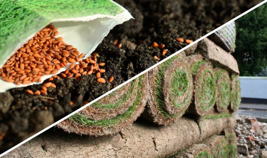 Seed Vs Turf