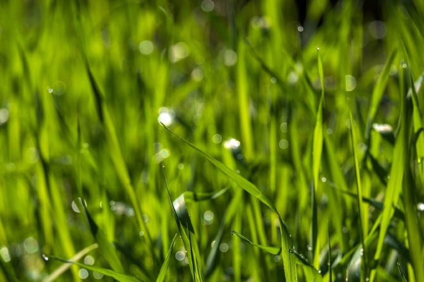 Sowing lawn