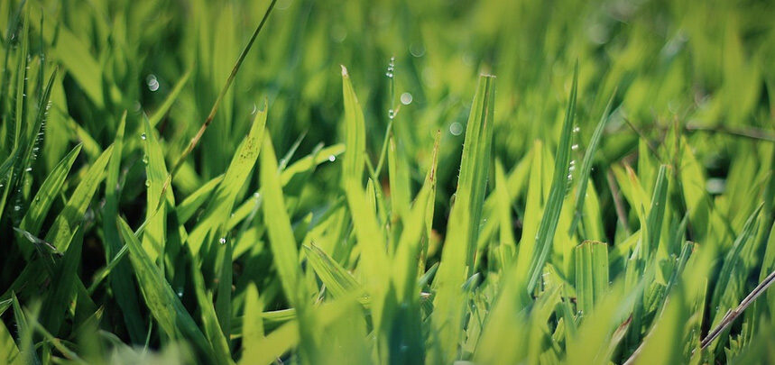 Lawn Thatch Main