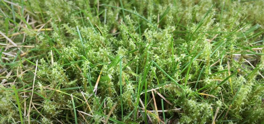 Tackling Moss In Lawns