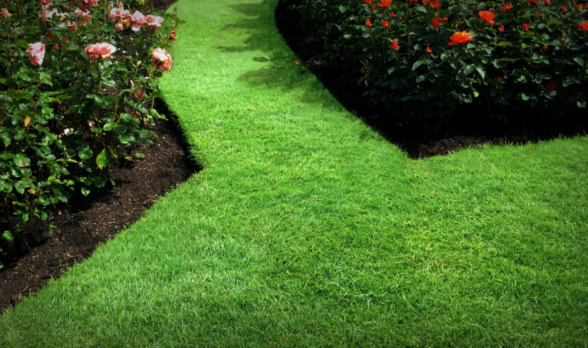 Tidy Lawn Edges