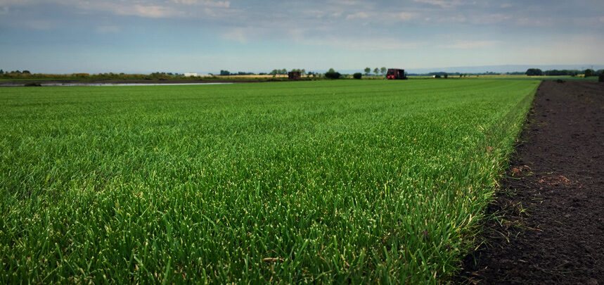 Turf Field