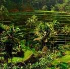 Voyage en Indonésie 