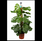 Plante Monstera Pertusum