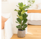 Ficus Lyrata