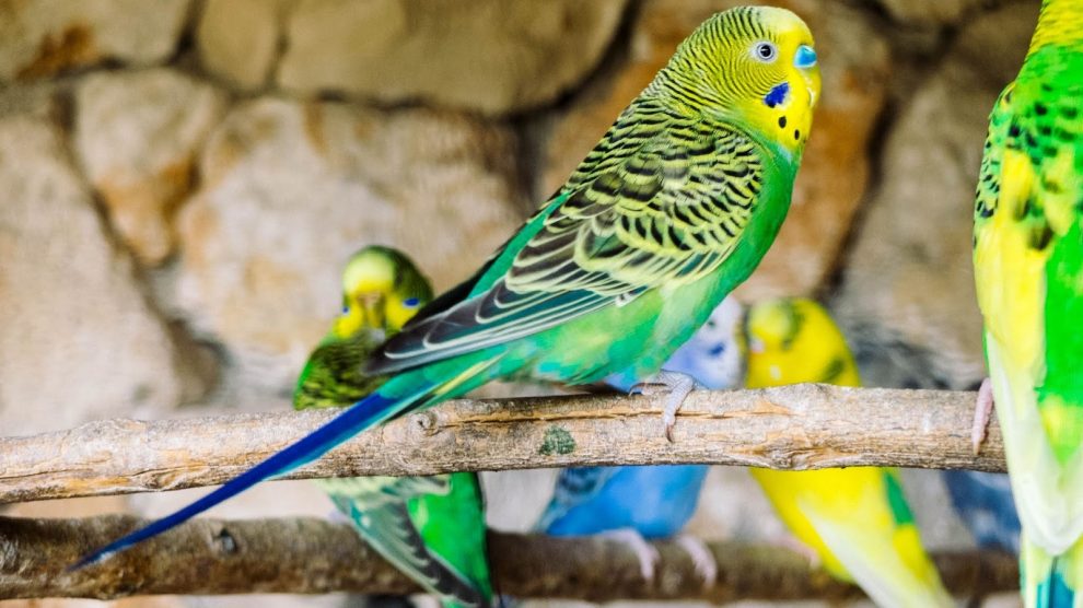 أنواع طيور الزينة اقرأ السوق المفتوح