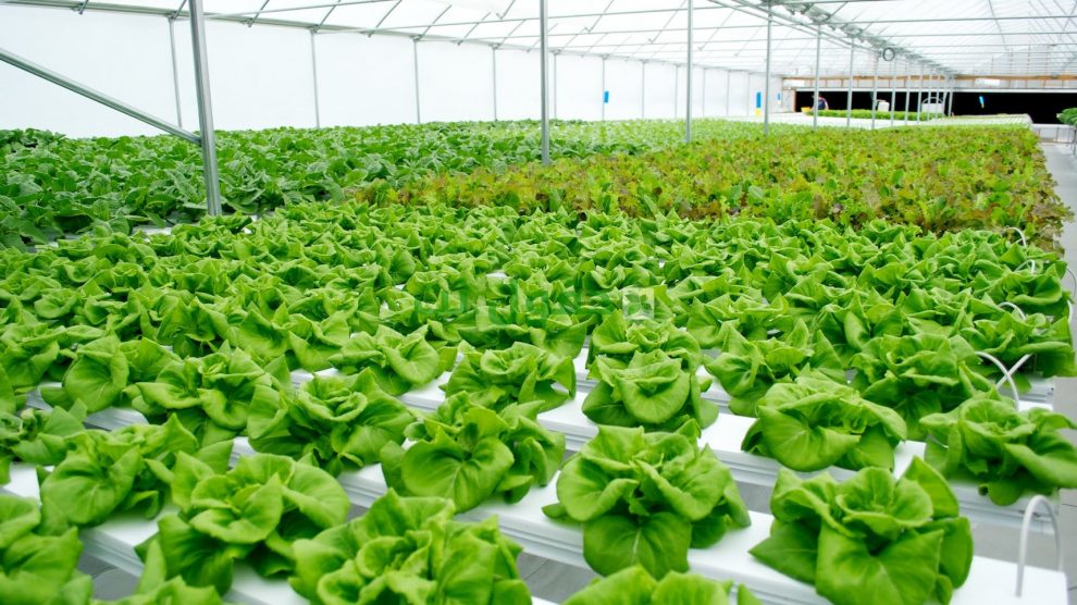 طرق الزراعة المائية