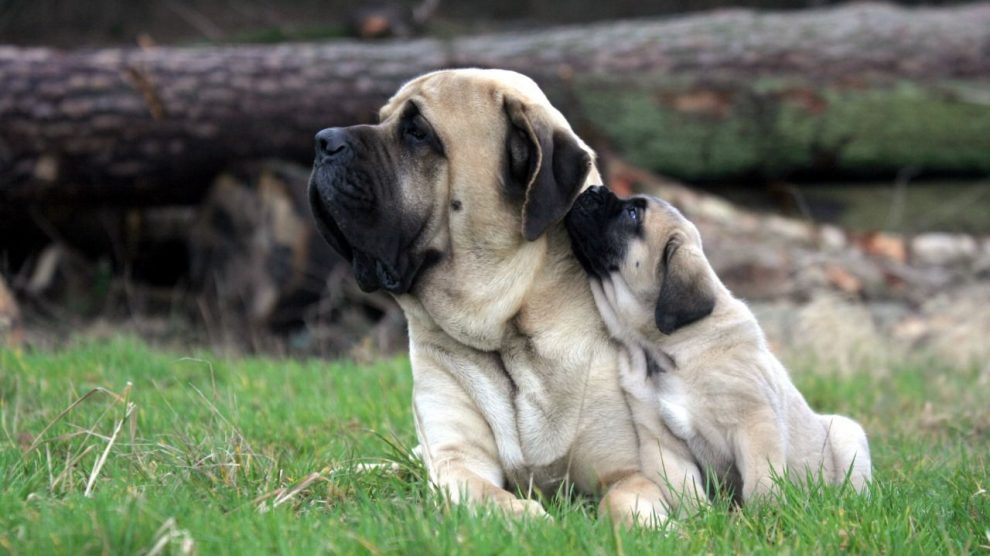 أغلى كلاب العالم