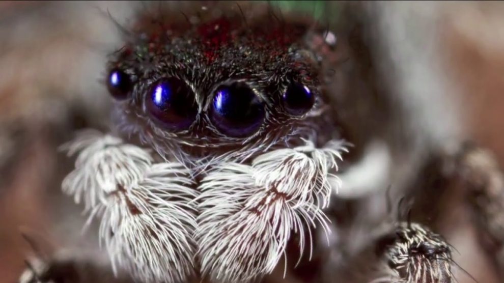 كم عدد عيون العنكبوت