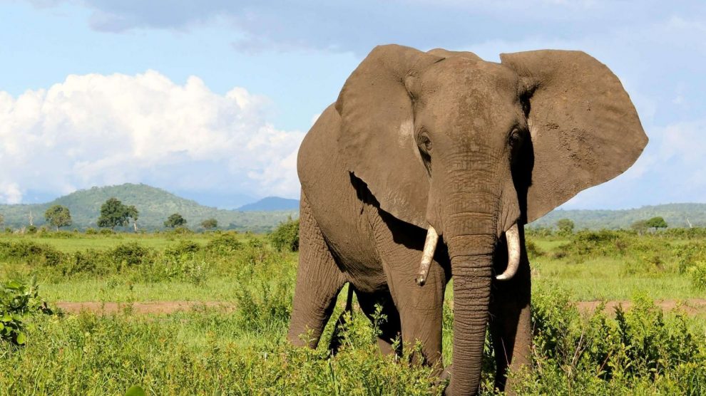 معلومات عامة عن حيوان الفيل