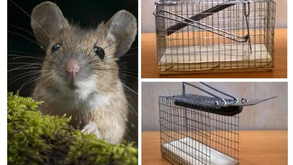 كيف تتخلص من الفئران