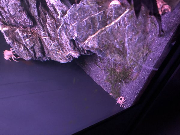 Pom Pom Crab For Sale Pom Pom Crab Shrimpy Business Pom Pom Crab For Sale Pom Pom Crab Shrimpy Business