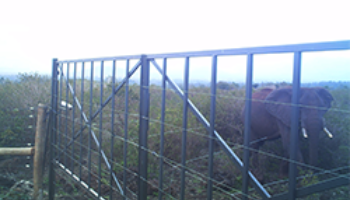 Elephants Lidar 250x150px