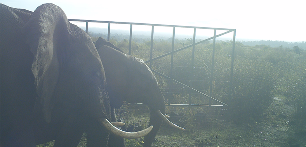 Elephants Kenya case study banner 870x420px