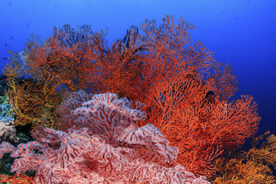 Orange fan coral