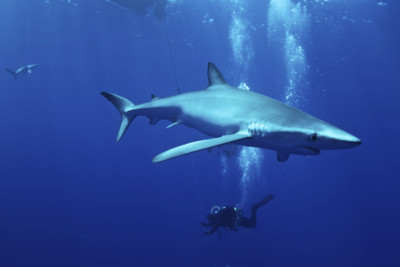 Blue Shark and Diver