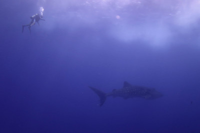 A whale shark in Socorro