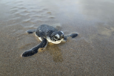 Green Turtle