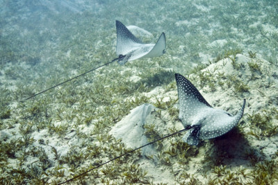 Spotted Eagle Ray