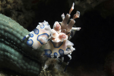 Harlequin Shrimp, Indonesia