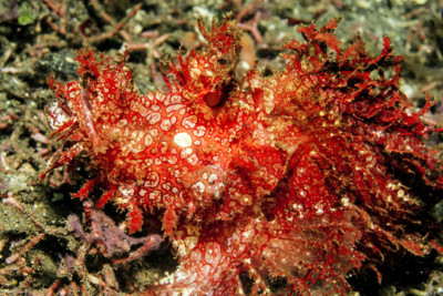 Lacy Scorpion Fish, Indonesia