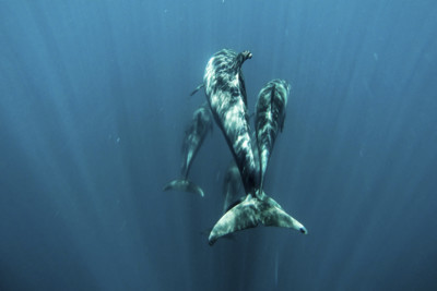 Dolphins, Zanzibar Archipelago
