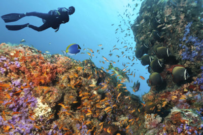 Coral Diving