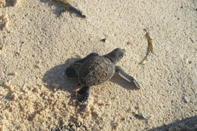 Turtle hatching
