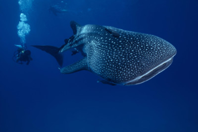 A whale shark and diver