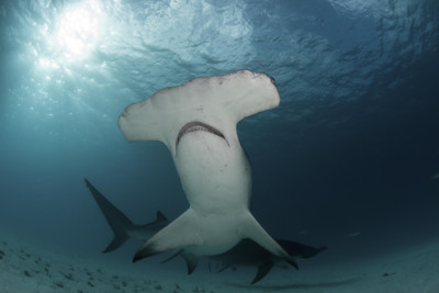 hammerhead shark