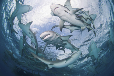 Lemon Sharks circling
