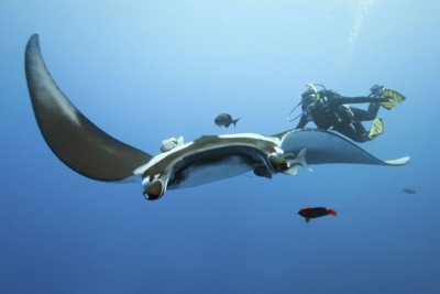 Giant Manta Ray and Diver