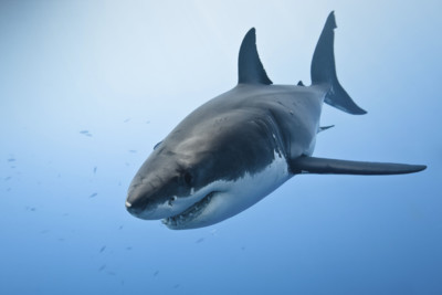 Great White Shark