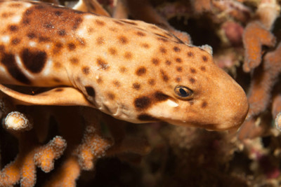 Epaulette Shark, Raja Ampat