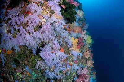 Fiji White Wall