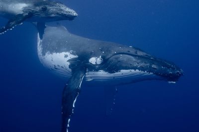 Humpback Whale, Mozambique