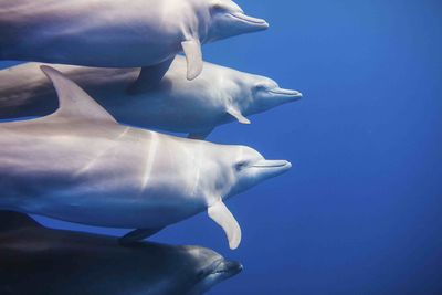 dolphins swimming
