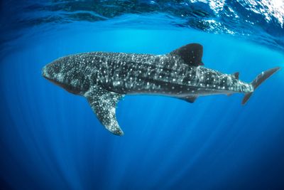 Whale Shark Mozambique