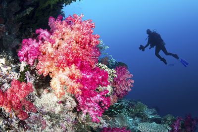 Soft coral diving Fiji
