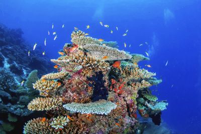 Coral reef Maldives
