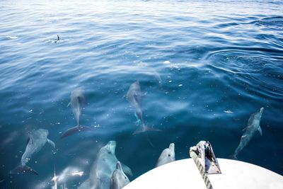 Dolphin Safari at Azura at Quilalea in Mozambique