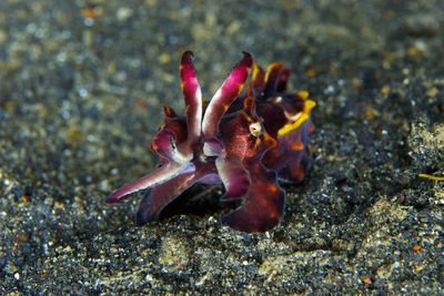 Muck and Macro diving in Amor, Indonesia