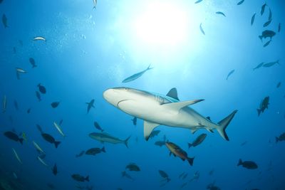 Bull sharks in costa rica