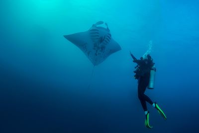manta ray and diver
